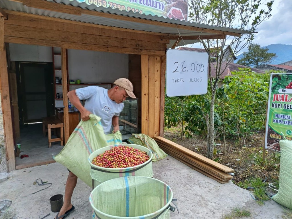 proses jual beli kopi glondong dari hasil panen petani kopi