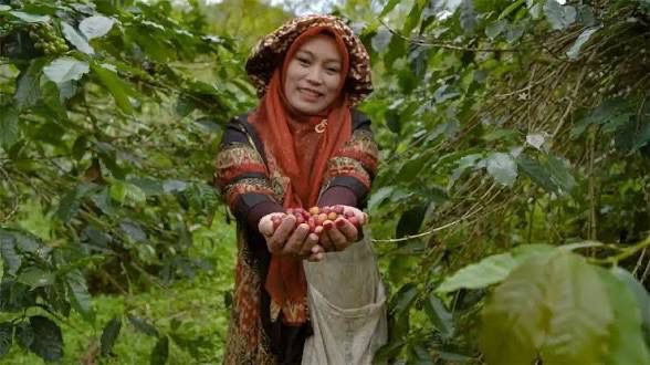 JAMU merupakan istilah yg digunakan oleh org gayo kepada org yg di sewa untuk memetik kopi