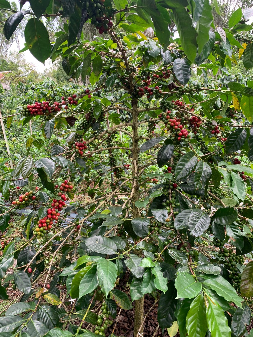 masyarakat desa calo blang gele di dominasi dengan petani kopi